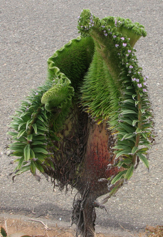 Alien Plant in Cambria California